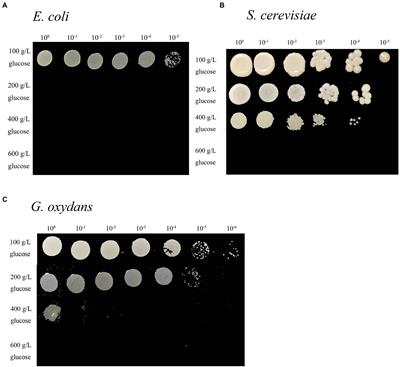 Osmotic stress tolerance and transcriptome analysis of Gluconobacter oxydans to extra-high titers of glucose